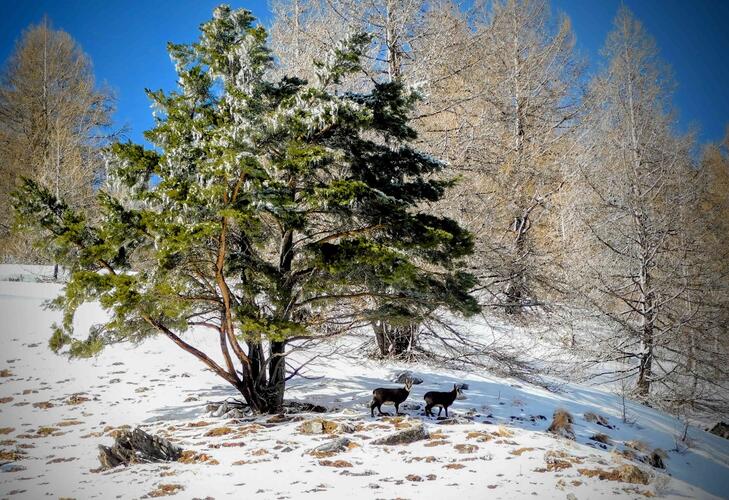 La faune et la flore du parc National du Mercantour est exceptionnelle